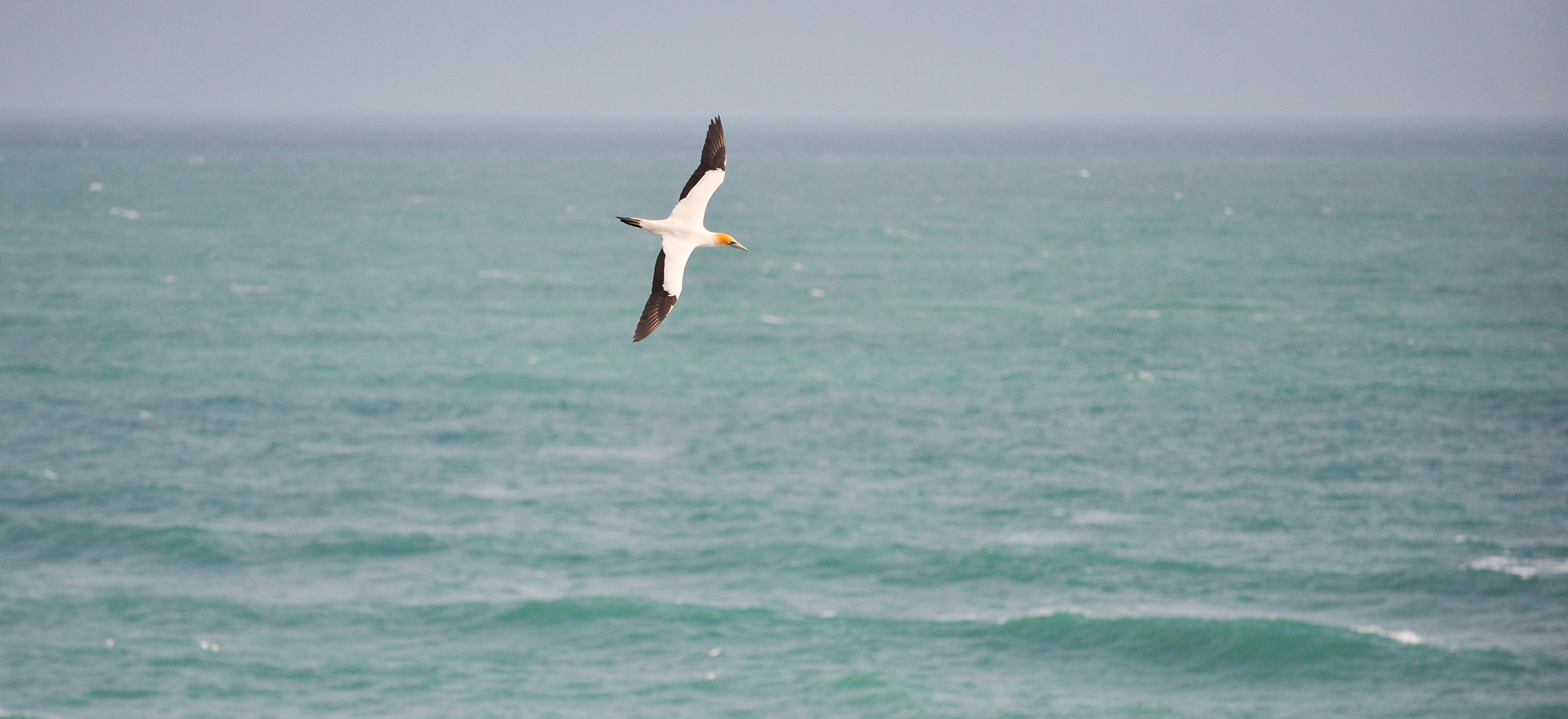 Muriwai Gannet Colony Auckland NZ